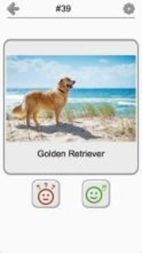 Dogs Quiz - Guess Popular Dog Breeds on the Photos游戲截圖5