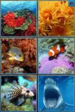 Sea Life Jigsaw Puzzles游戲截圖1