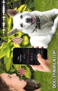 Dog Translator Simulator游戲截圖3