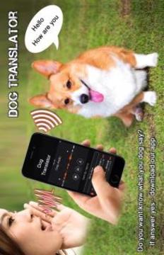 Dog Translator Simulator游戲截圖1
