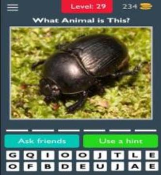 Best Animals Quiz游戲截圖2