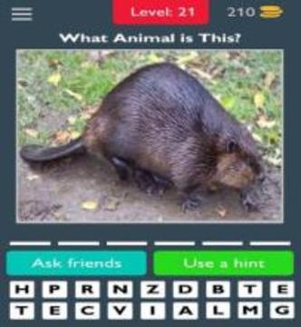 Best Animals Quiz游戲截圖4