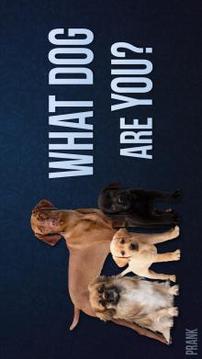 What dog are you Face scanner游戲截圖1