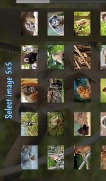 Tile Puzzles · Monkeys游戲截圖5