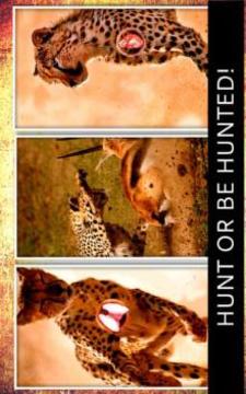 Cheetah Hunter 2016 - 獵豹獵人游戲截圖4