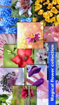 Jigsaw puzzle: Flower game blossom saga for family游戲截圖3