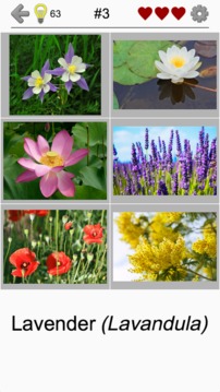 Flowers - Botanical Quiz about Beautiful Plants游戲截圖1