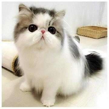 Match the Cats游戲截圖3