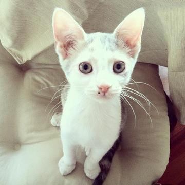 Match the Cats游戲截圖2