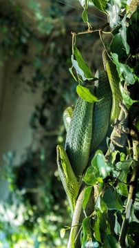 Tile Puzzles · Snakes游戲截圖5