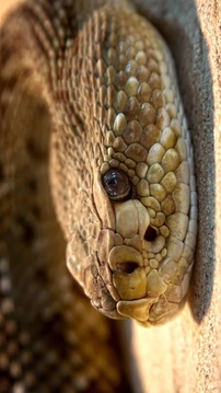 Tile Puzzles · Snakes游戲截圖4