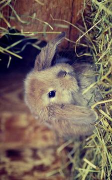 Puzzle - Cute bunnies游戲截圖2