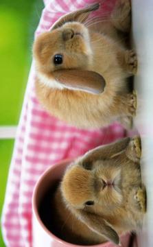 Puzzle - Cute bunnies游戲截圖5