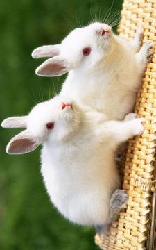 Puzzle - Cute bunnies游戲截圖4