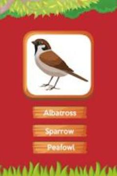 Animals, Birds and Insects name A-Z游戲截圖4