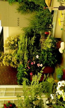 Charming Lawn Escape游戲截圖5