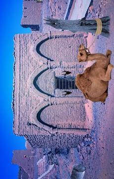 Escape Game - Desert Camel游戲截圖5