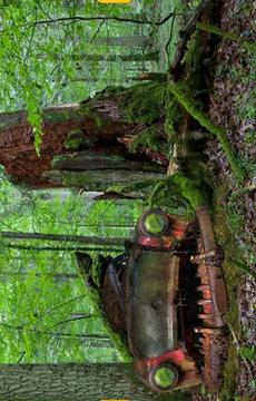 Abandoned Forest Treasure游戲截圖1