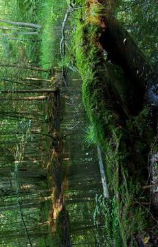 Abandoned Forest Treasure游戲截圖3