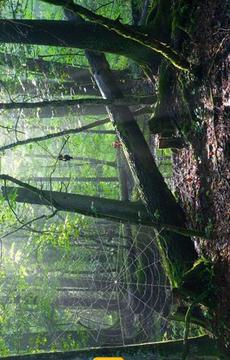 Abandoned Forest Treasure游戲截圖4