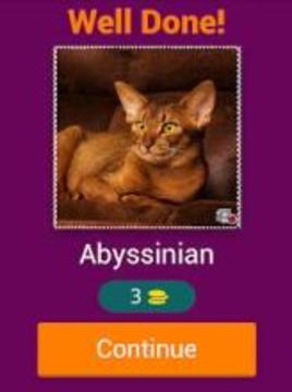 Cat Lovers Guess The Cat Game游戲截圖3