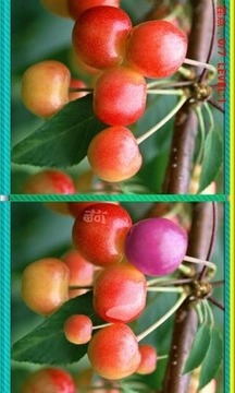 激色水果找茬游戲截圖2