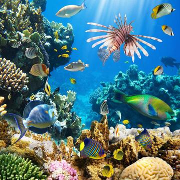 海洋海底世界游戲截圖4