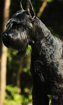 巨型雪納瑞犬拼圖游戲截圖1