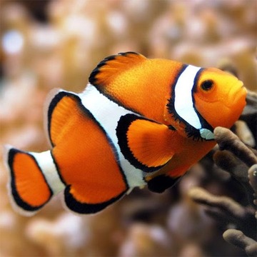 拼圖:魚游戲截圖4
