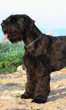 巨型雪納瑞犬拼圖游戲截圖2