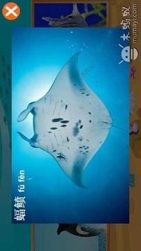 寶寶識海洋動物游戲截圖4
