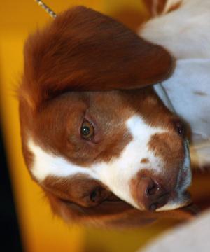 布列塔尼獵犬拼圖游戲截圖2