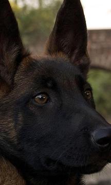 比利時瑪利諾犬拼圖游戲截圖3