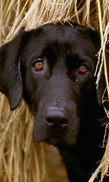 狩獵獵犬拼圖游戲截圖4