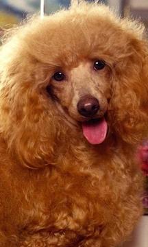 美國水獵犬之謎游戲截圖2