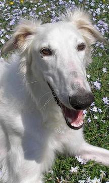拉布拉多獵犬拼圖游戲截圖3