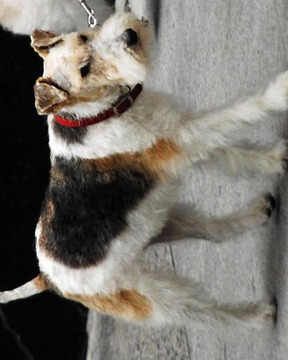 獵狐梗拼圖游戲截圖2