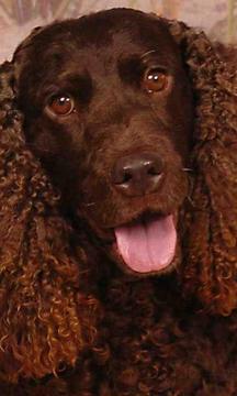 美國水獵犬之謎游戲截圖1