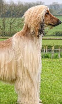阿富汗獵犬拼圖游戲截圖3