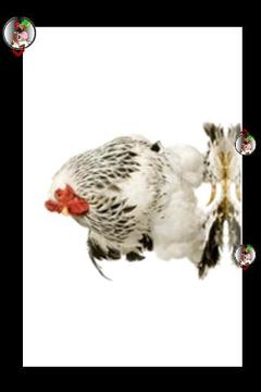 所有的小農場動物游戲截圖5