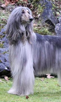 阿富汗獵犬拼圖游戲截圖1