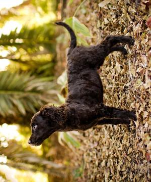 美國水獵犬之謎游戲截圖4