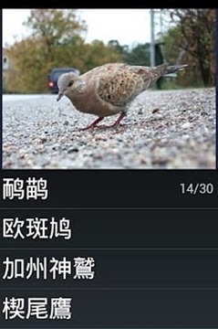 鳥物種瑣事問答游戲游戲截圖3
