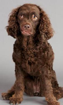 美國水獵犬之謎游戲截圖3