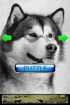 狗狗拼圖：阿拉斯加雪撬犬游戲截圖2