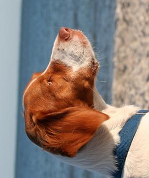 布列塔尼獵犬拼圖游戲截圖1