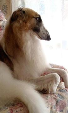 拉布拉多獵犬拼圖游戲截圖1
