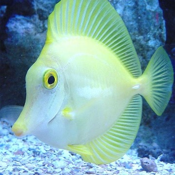 拼圖:魚游戲截圖2