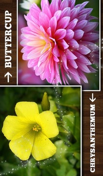 教育游戲真花V1.0.0游戲截圖3