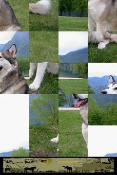 狗狗拼圖：阿拉斯加雪撬犬游戲截圖3